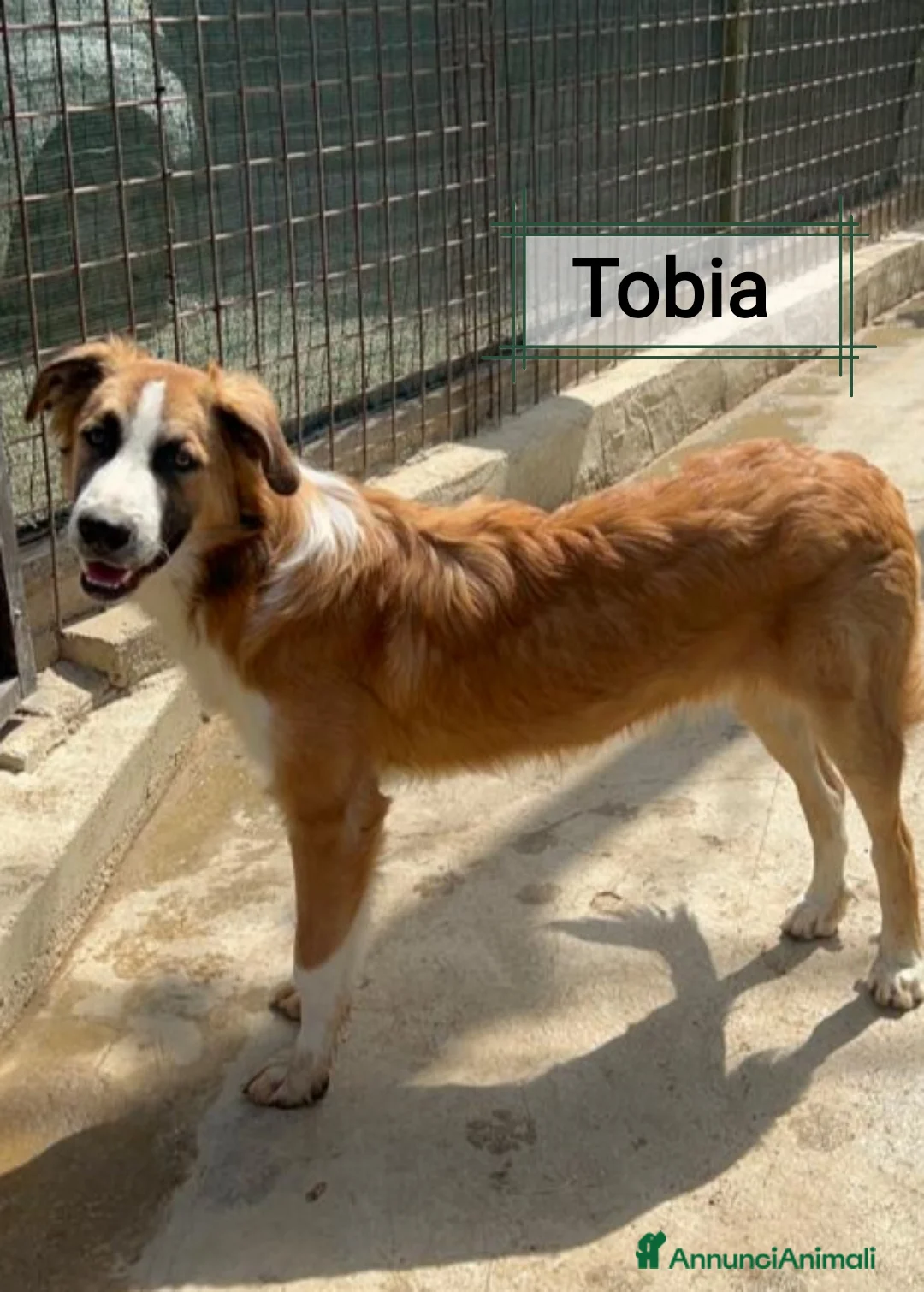 Meticcio cani in regalo: Tobia 15/17mesi possibile nessuno lo noti!!CATANIA a Città metropolitana di Milano - Annuncio 8