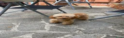 Barboncino cani in vendita: Barboncino piccolo nano albicocca  - Annuncio 4