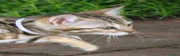 Bengala gatti in vendita: Stupenda cucciola di gatto Bengala 3 mesi - Annuncio 3