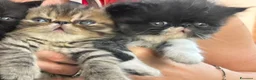 Exotic Shorthair gatti in vendita: Cuccioli esotici nero e brown a Provincia di Pisa - Annuncio 2