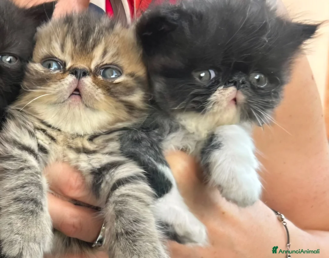 Exotic Shorthair gatti in vendita: Cuccioli esotici nero e brown a Provincia di Pisa - Annuncio 2