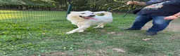 Pastore Svizzero cani in regalo: Gucci, uno splendido pastore svizzero - Annuncio 4