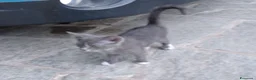 Meticcio gatti in regalo: Regalo gattini  - Annuncio 5