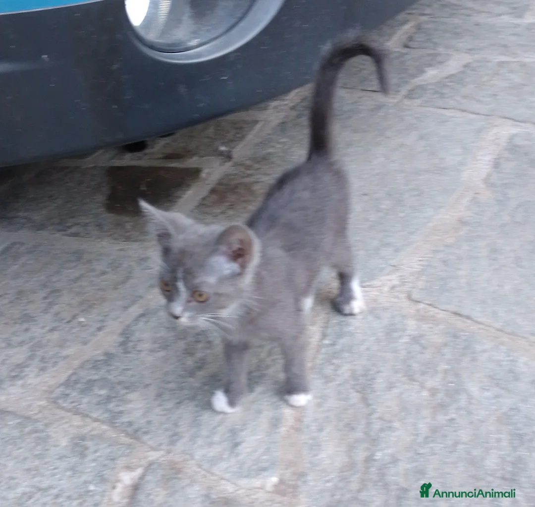 Meticcio gatti in regalo: Regalo gattini  - Annuncio 5