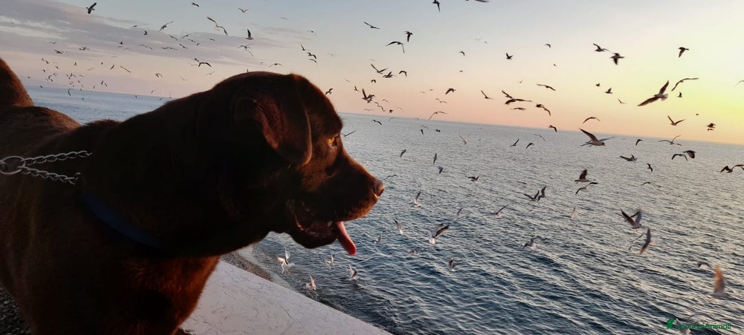 Labrador cani per accoppiamento: Labrador maschio cioccolato per accoppiamento  - Annuncio 4