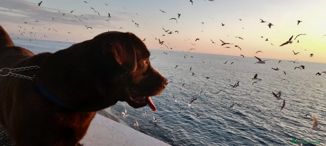 Labrador cani per accoppiamento: Labrador maschio cioccolato per accoppiamento  - Annuncio 4