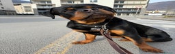 Rottweiler cani in vendita: Cucciolo di Rotweiler, 10 mesi - Annuncio 4