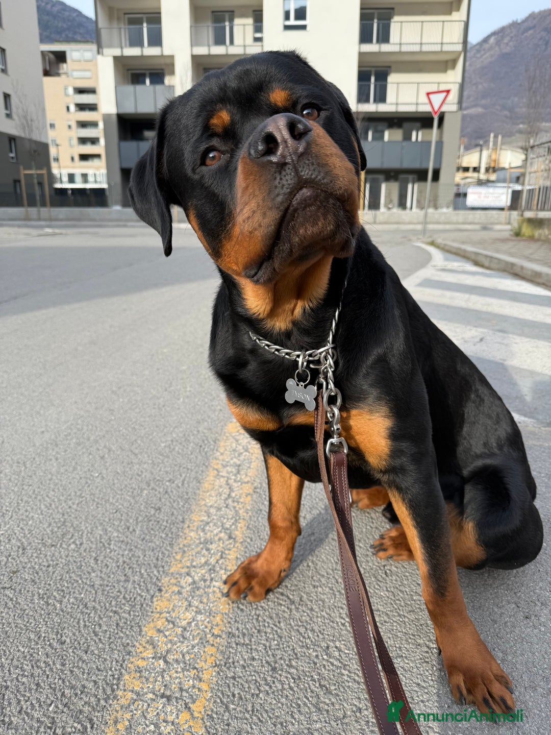 Rottweiler cani in vendita: Cucciolo di Rotweiler, 10 mesi - Annuncio 4