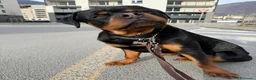 Rottweiler cani in vendita: Cucciolo di Rotweiler, 10 mesi - Annuncio 4