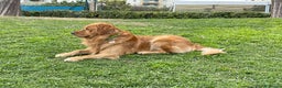 Golden Retriever cani per accoppiamento: GOLDEN RETRIEVER MASCHIO PER ACCOPPIAMENTO - Annuncio 5