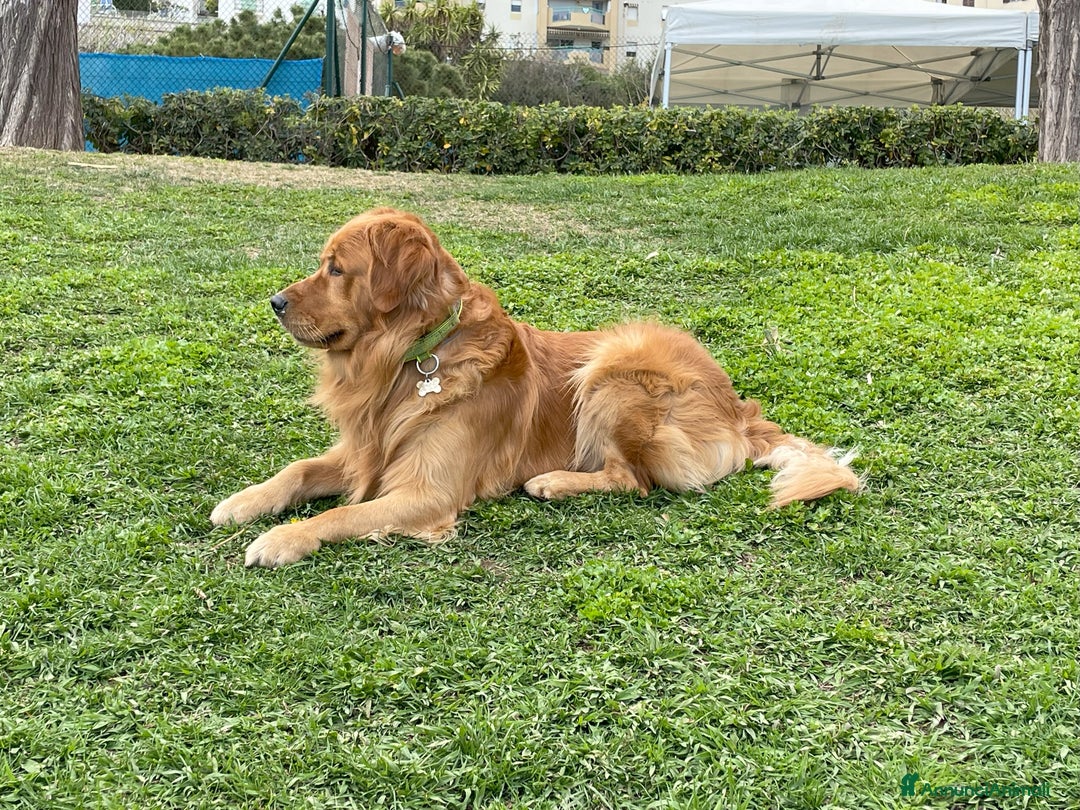 Golden Retriever cani per accoppiamento: GOLDEN RETRIEVER MASCHIO PER ACCOPPIAMENTO a Città Metropolitana di Milano - Immagine 5