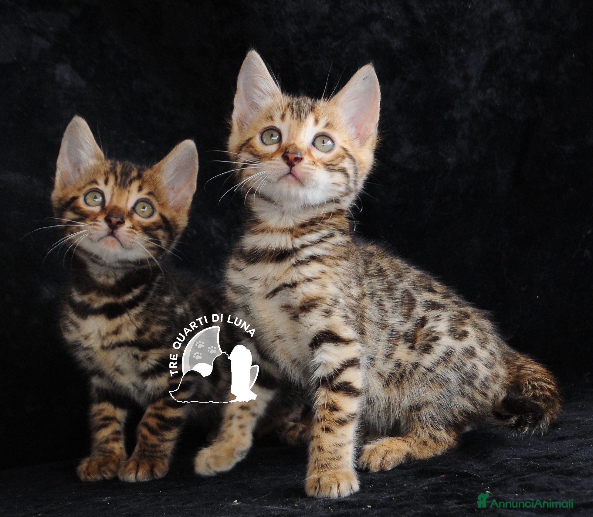 Bengala gatti Cuccioli Bengala Piccoli Leopardi dal Cuore Dolce - Annuncio 2