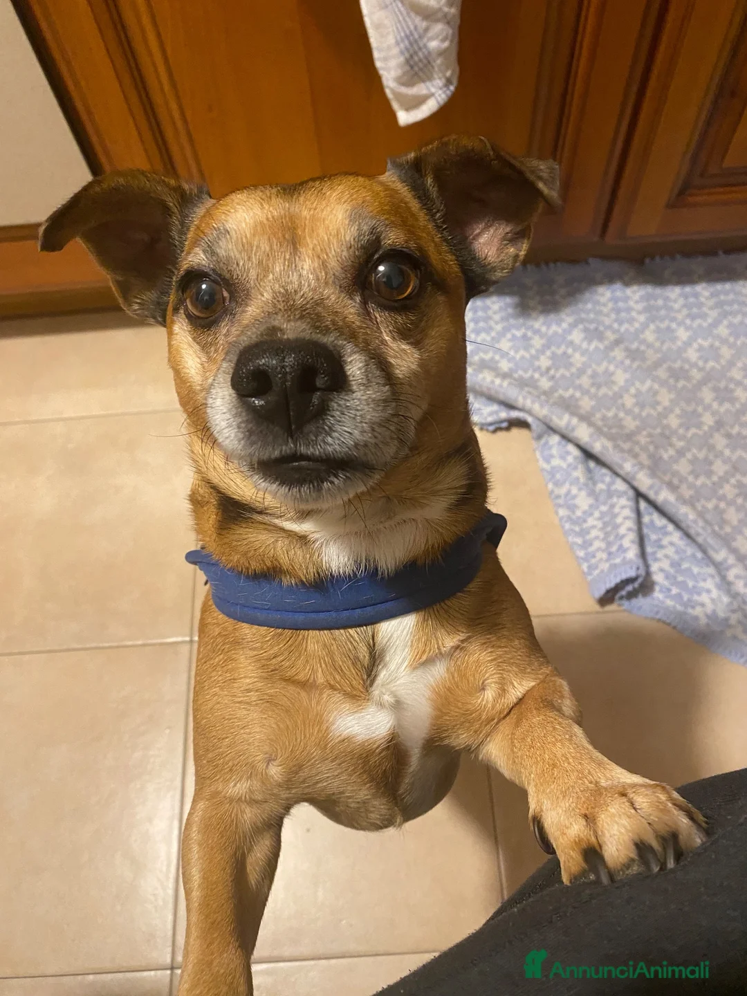 Jack Russell cani per accoppiamento: Jack russel misto pincher a Città metropolitana di Milano - Annuncio 2