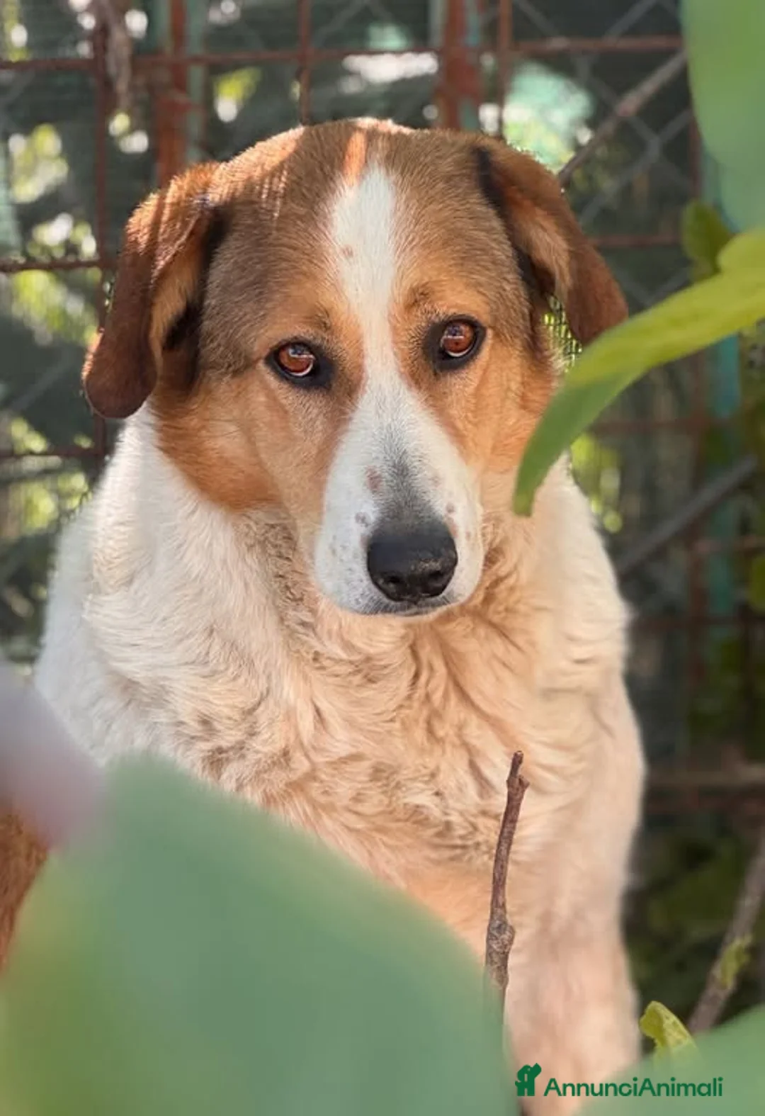 Meticcio cani in regalo: Chiara - Annuncio 1