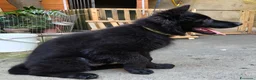 Pastore Tedesco cani in vendita: Pastore Tedesco Pelo Lungo  - Annuncio 5