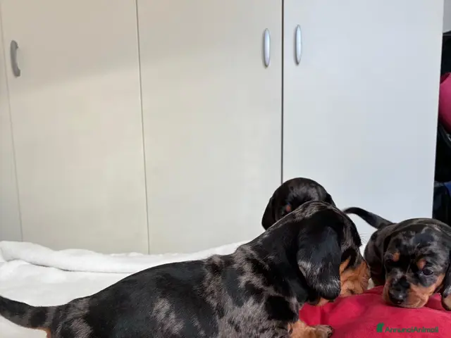 Bassotto cani in vendita: bassottina arlecchino - Annuncio 2