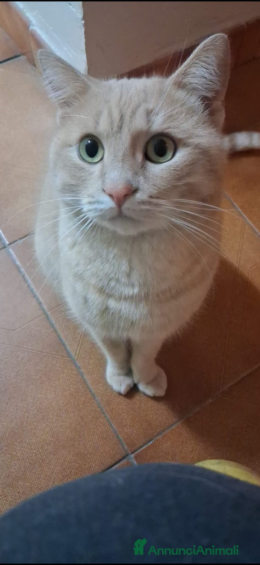 Meticcio gatti in regalo: GATTO SPECIALE  - Annuncio 3