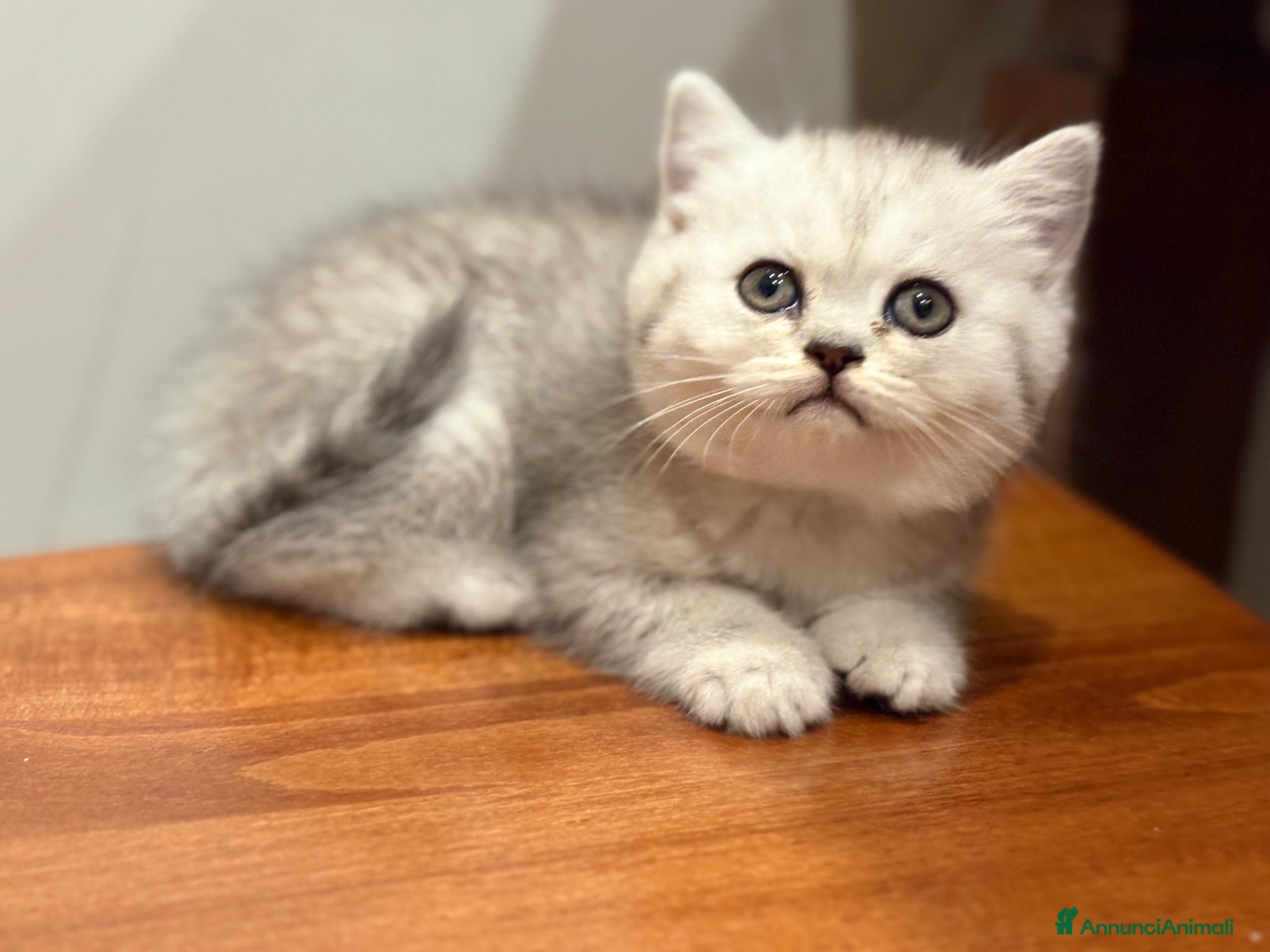 British gatti Scottish fold sthrait  - Annuncio 4