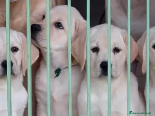 Labrador cani Cucciole Labrador miele - Annuncio 2