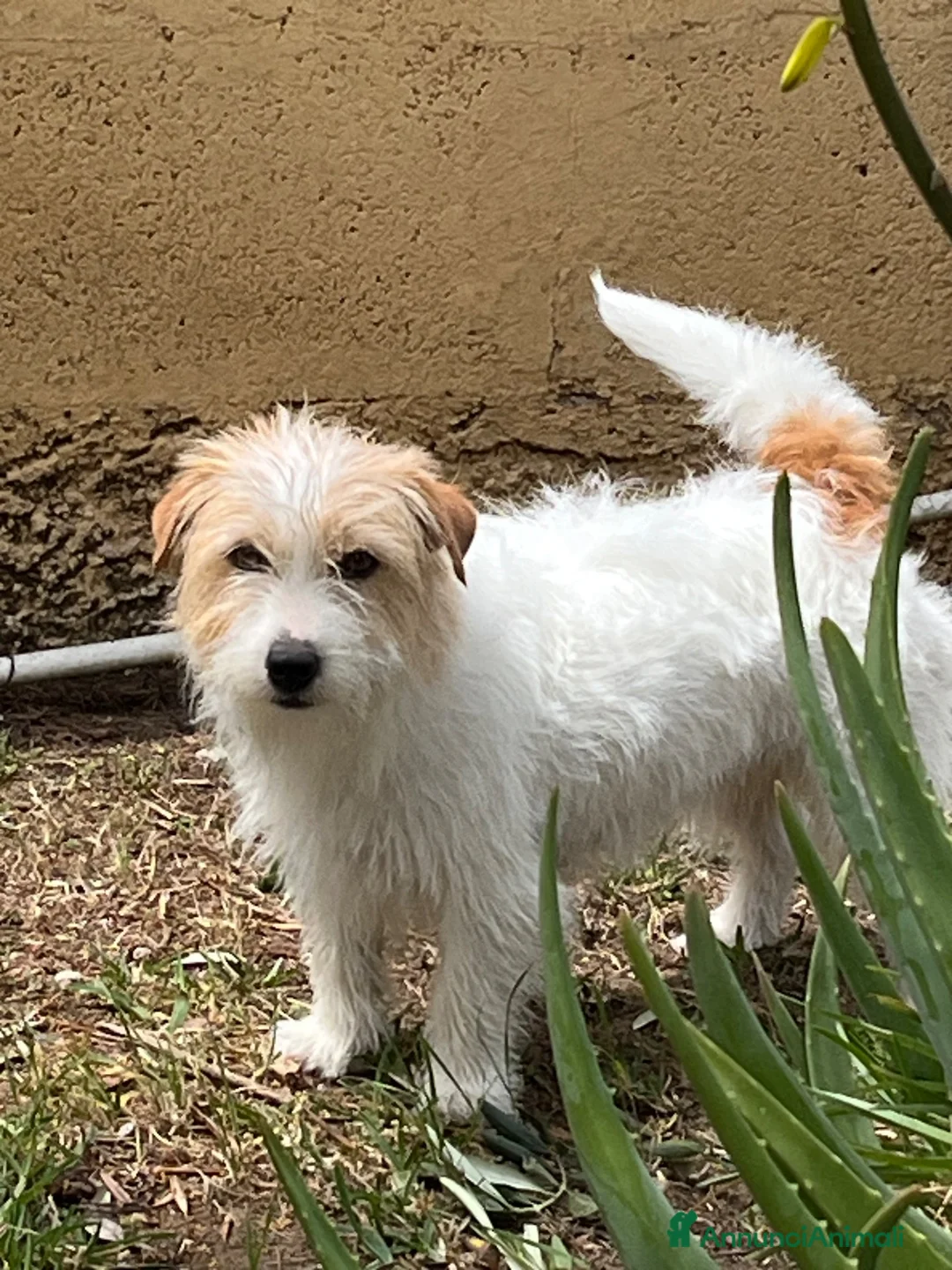 Jack Russell cani in vendita: Cuccioli Jack Russel Terrier Alta genealogia  - Annuncio 2