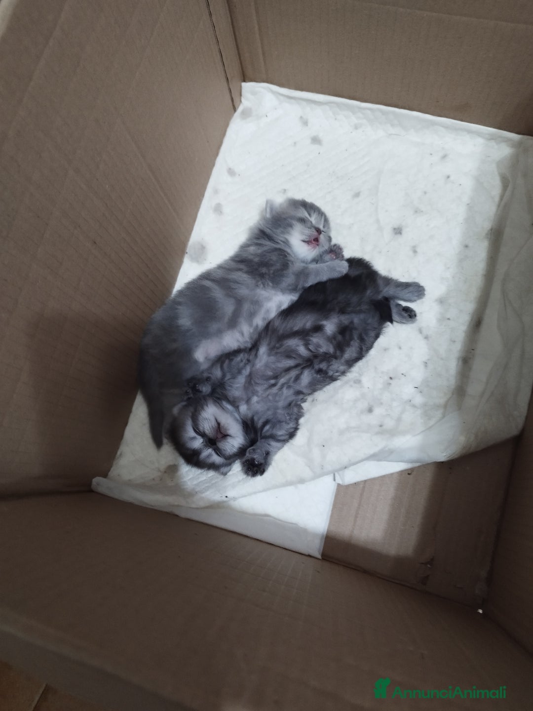 Persiano gatti in vendita: Cuccioli persiano silver schaded a Città Metropolitana di Bologna - Immagine 6
