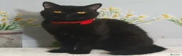 British gatti in vendita: British Shorthair Gloria  - Annuncio 3