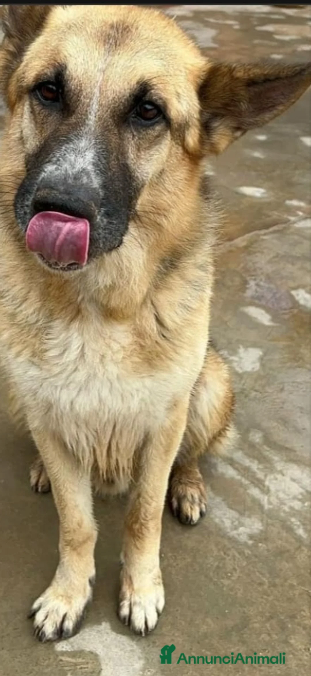 Pastore Tedesco cani in regalo: Pastore Tedesco adulto trovato magrissimo..SICILIA a Città metropolitana di Milano - Annuncio 2