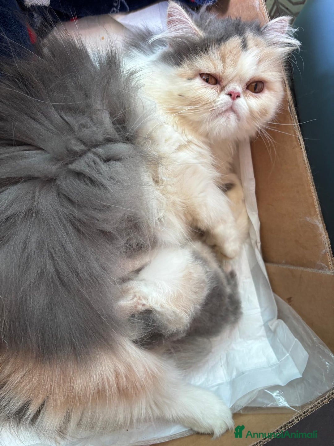 Persiano gatti in vendita: Nia cucciola persiana pedigree Anfi - Annuncio 7