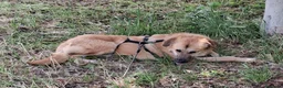 Meticcio cani in regalo: Maya 1 anno, carattere eccezionale a Città Metropolitana di Bologna - Annuncio 15