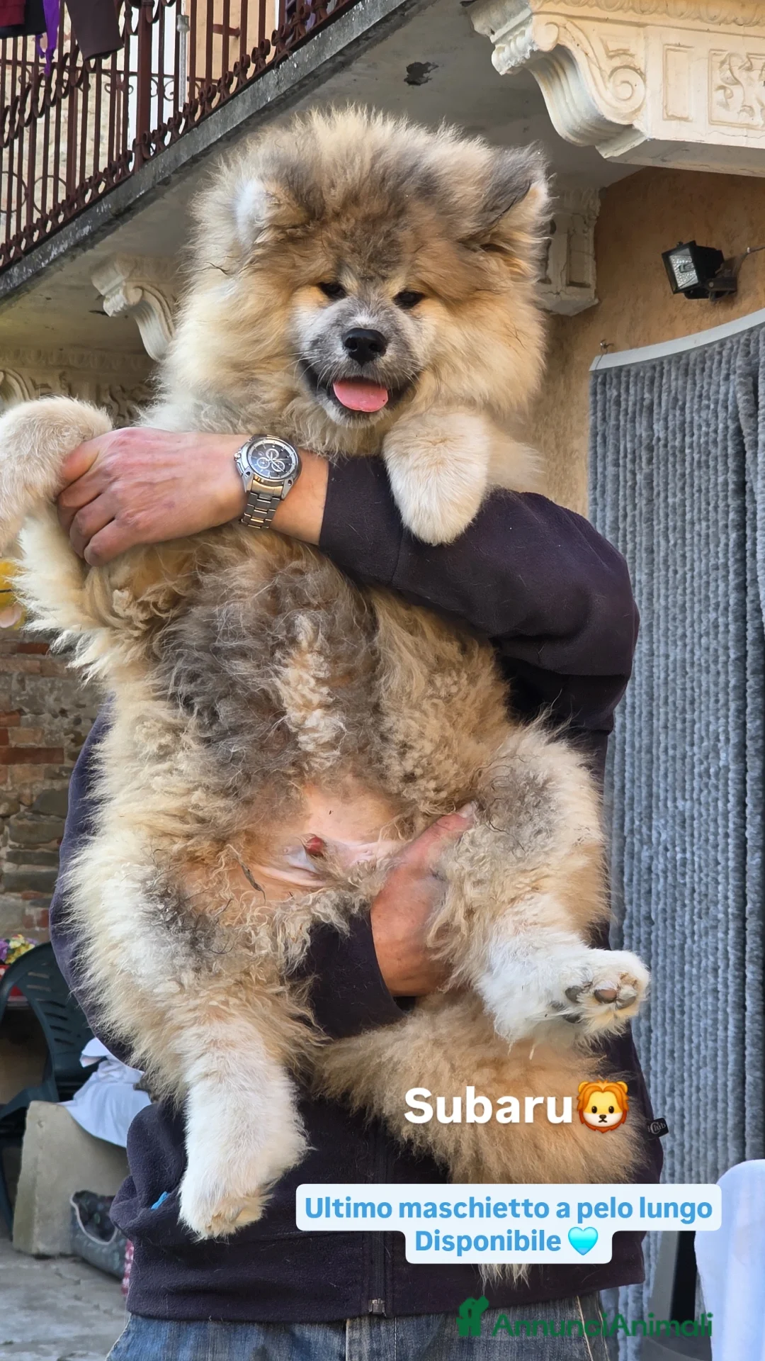 Akita Inu cani in vendita: Cucciolo Akita Inu pelo lungo  - Annuncio 2