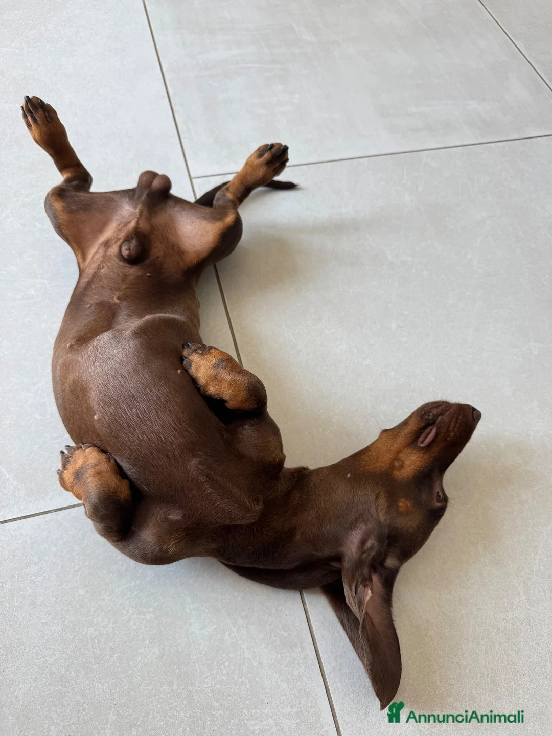 Bassotto Nano cani per accoppiamento: Accoppiamento  a Città metropolitana di Roma Capitale - Annuncio 6