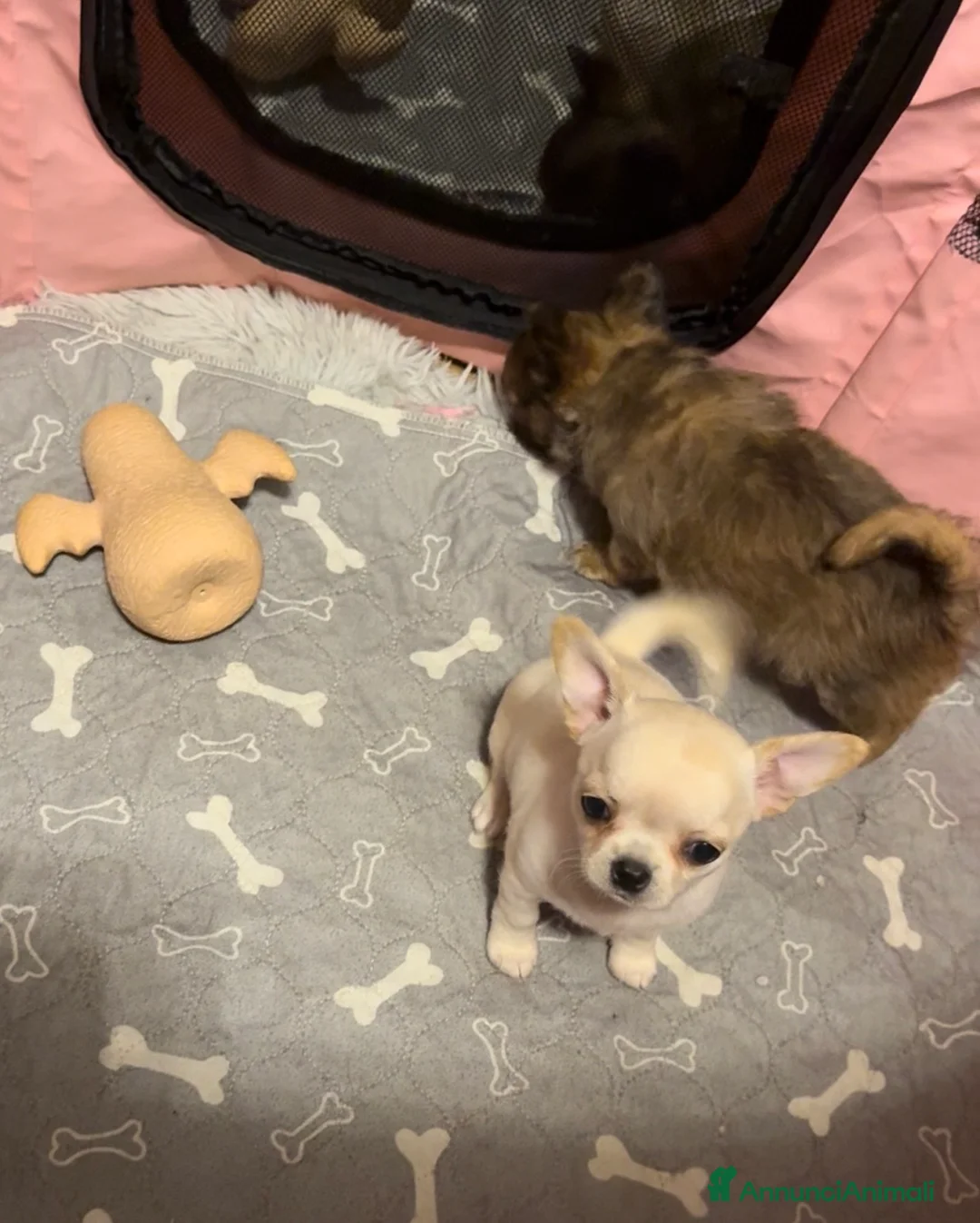 Chihuahua cani in vendita: Cuccioli di chihuahua - Annuncio 6