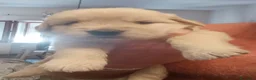 Golden Retriever cani in vendita: Golden retriever americano  a Provincia del Sulcis Iglesiente - Annuncio 5
