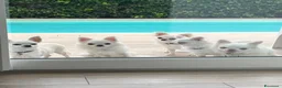 Chihuahua cani in vendita: Cuccioli di chihuahua  - Annuncio 2