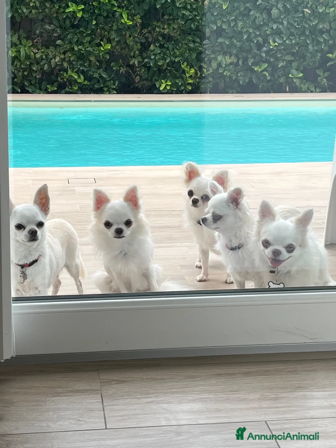 Chihuahua cani in vendita: Cuccioli di chihuahua  - Annuncio 2