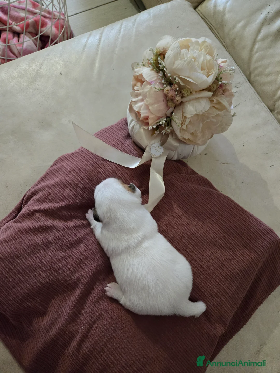 Jack Russell cani in vendita: Cuccioli Jack russell terrier - Annuncio 25