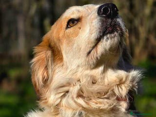 Meticcio cani MIKY PERCHE' NESSUNO MI VUOLE? IN ADOZIONE - Annuncio 39