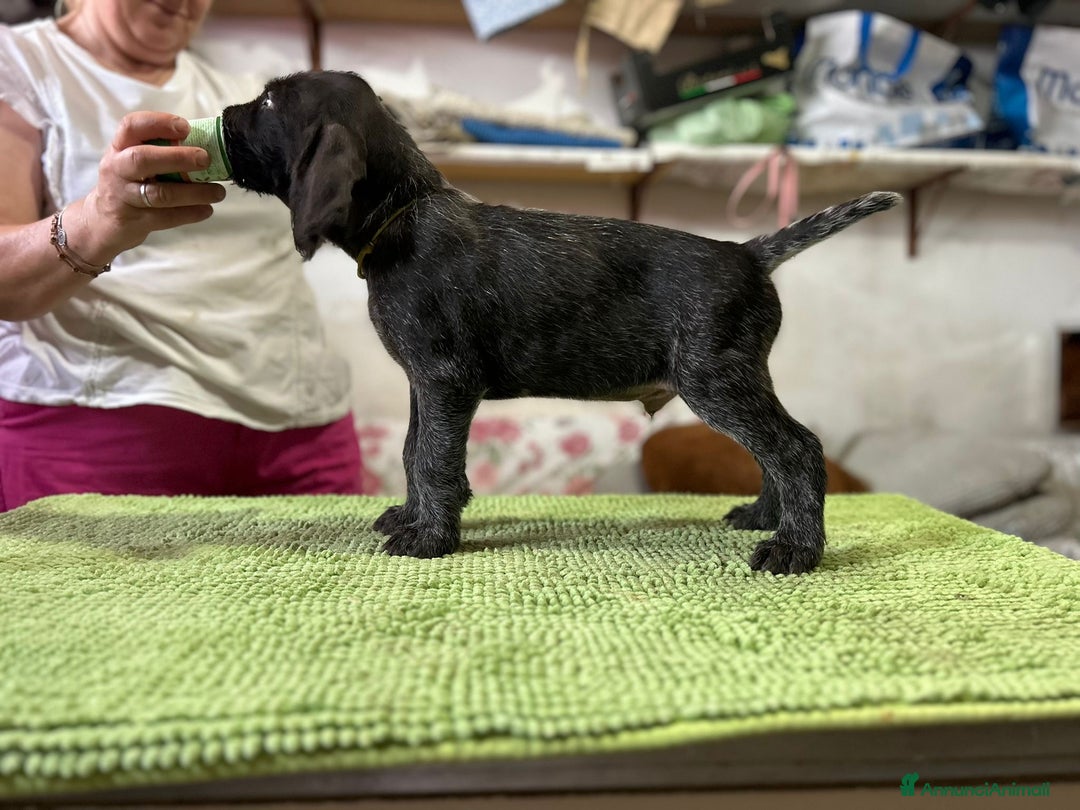 Drahthaar cani in vendita: Cuccioli di Drahthaar  a Provincia di Pordenone - Immagine 8