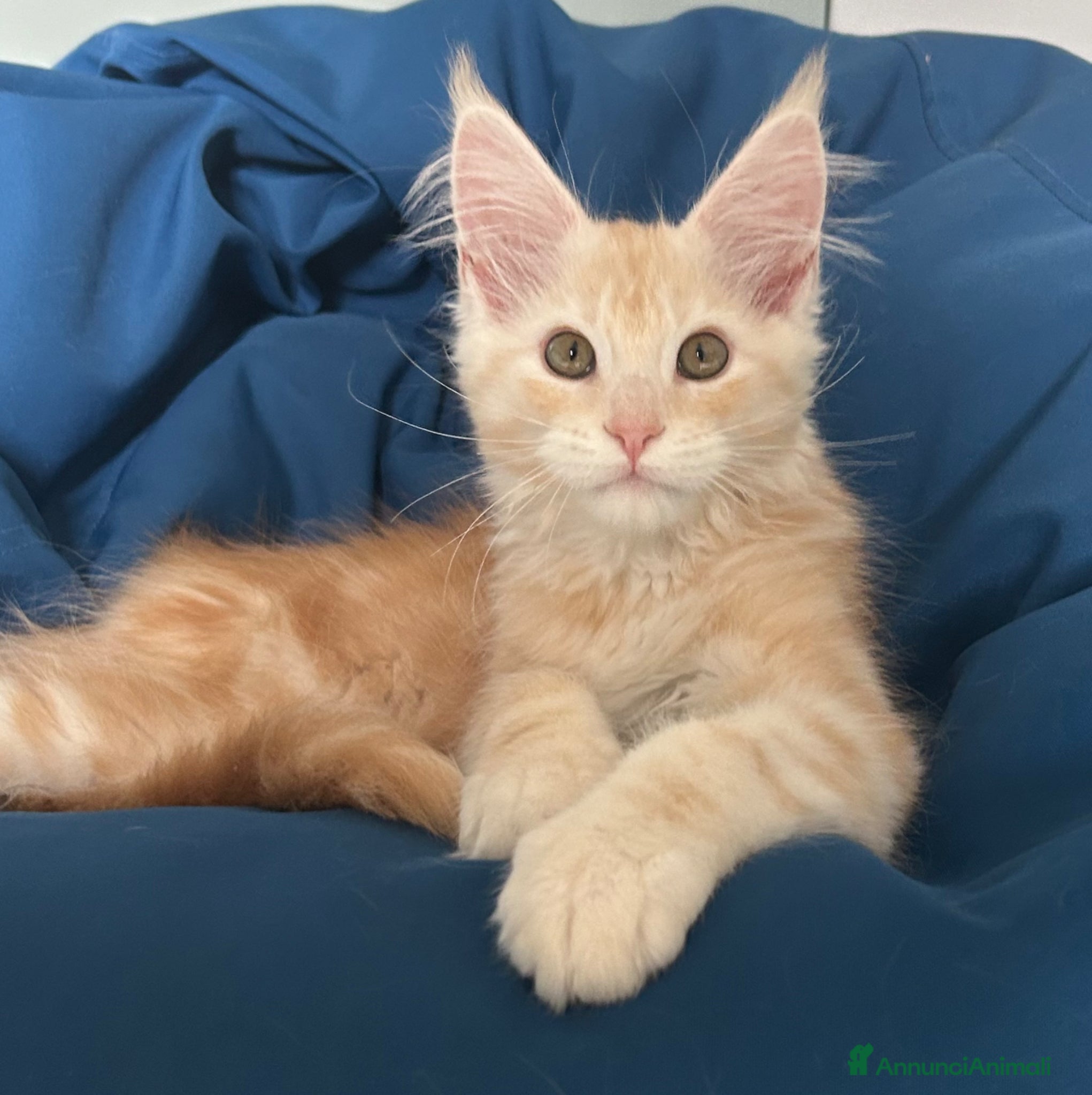 Maine Coon gatti Maine Coon  - Annuncio 5