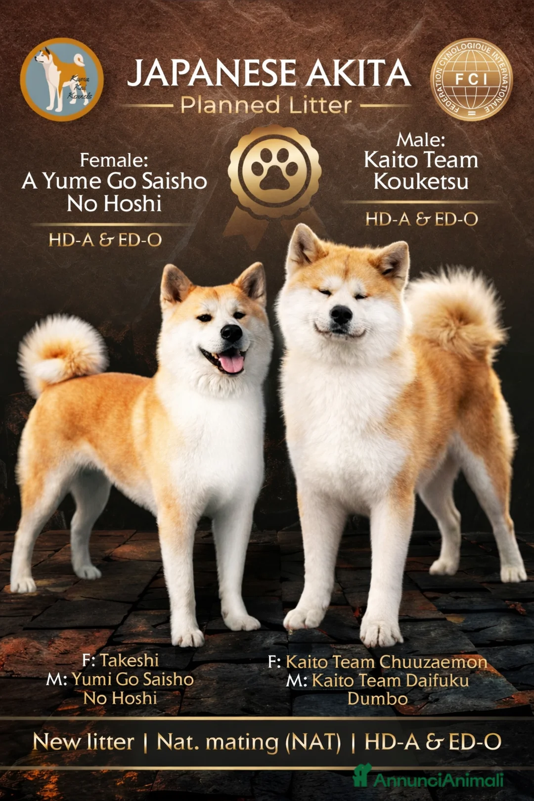 Akita Inu cani in vendita: Cuccioli di Akita Inu - Annuncio 1