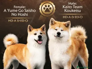 Akita Inu cani Cuccioli di Akita Inu - Annuncio 4