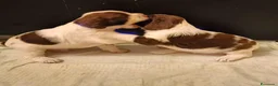 Springer Spaniel Inglese cani in vendita: Cuccioli Springer Spaniel Inglese a Città metropolitana di Roma Capitale - Annuncio 3