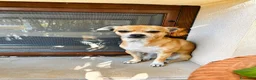 Chihuahua cani in regalo: Chihuahua  - Annuncio 5