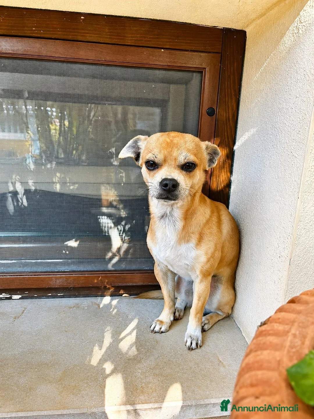 Chihuahua cani in regalo: Chihuahua  - Annuncio 5