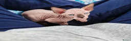 Sphynx gatti in vendita: Cuccioli Canadian Sphynx  - Annuncio 12