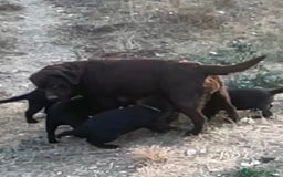 Labrador cani in vendita: Splendida Cucciolata Labrador Nera a Città metropolitana di Messina - Immagine 5