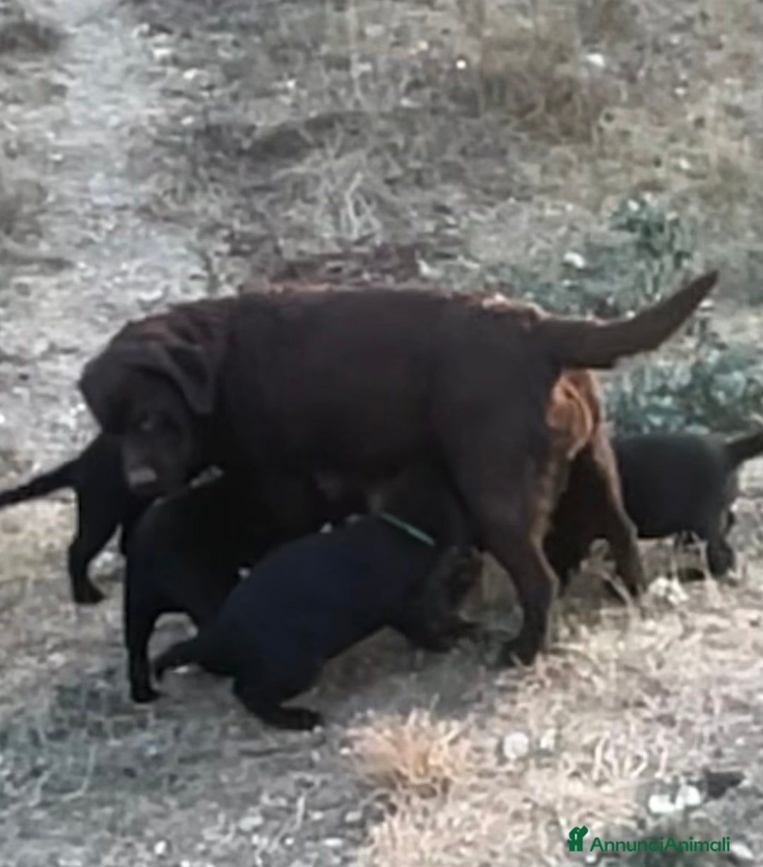 Labrador cani in vendita: Splendida Cucciolata Labrador Nera a Città metropolitana di Messina - Immagine 5