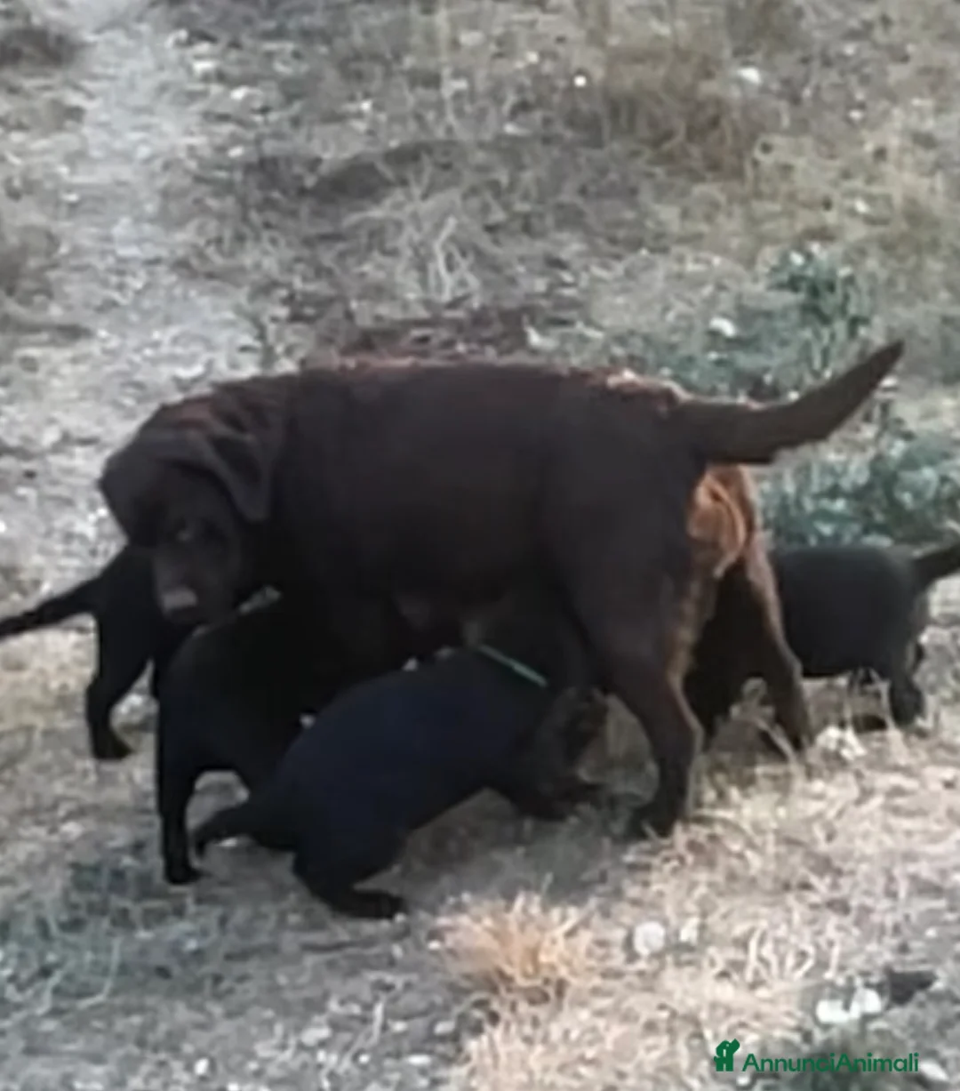 Labrador cani in vendita: Splendida Cucciolata Labrador Nera a Città metropolitana di Messina - Annuncio 5