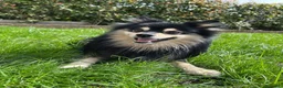 Spitz cani per accoppiamento: Spitz Tedesco Pedigree ENCI disponibile per monta  - Annuncio 3