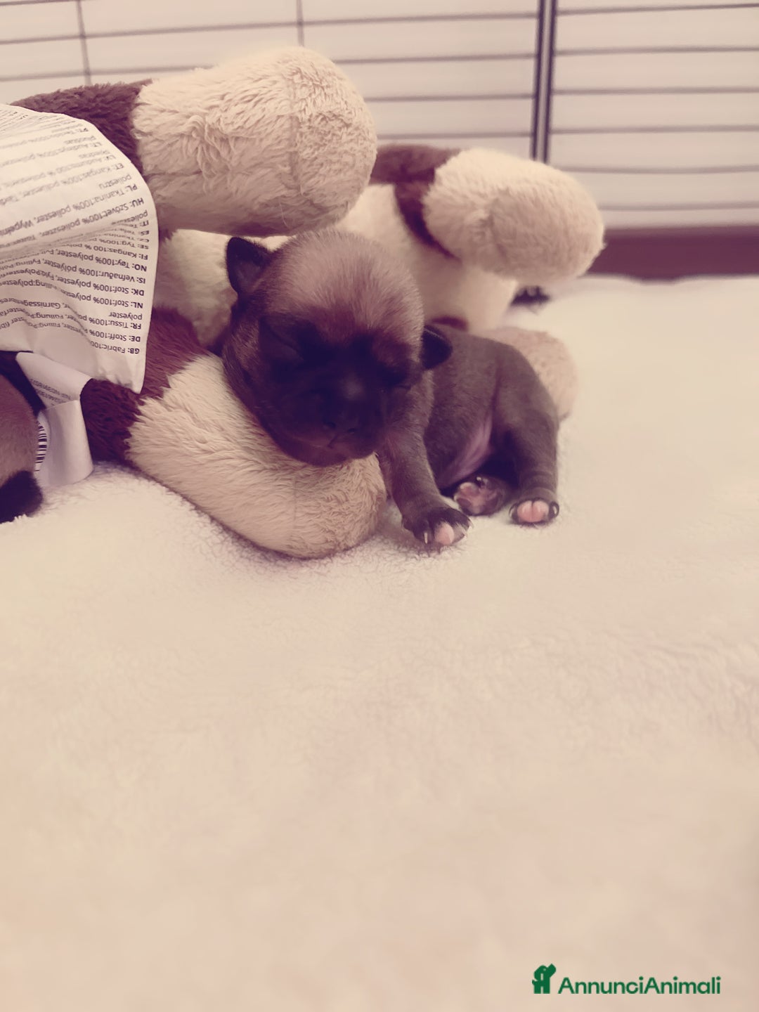 Chihuahua cani in vendita: Chihuahua  - Annuncio 10